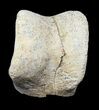 Partial Theropod Toe Bone - Texas #31545-2